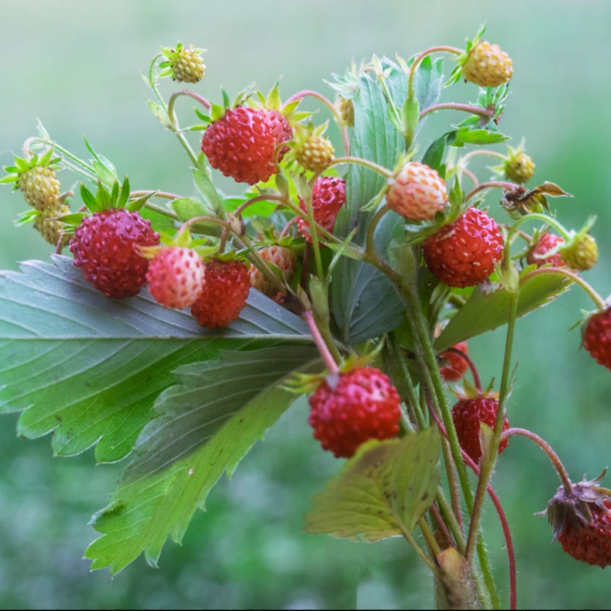 The Strawberry That Almost Disappeared