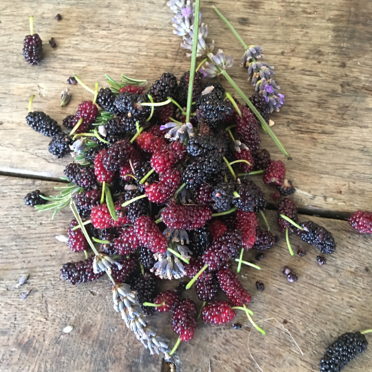 The Mulberry Doesn't Ask Permission to Ripen